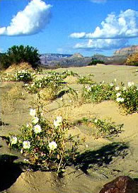 Tanner Beach photo